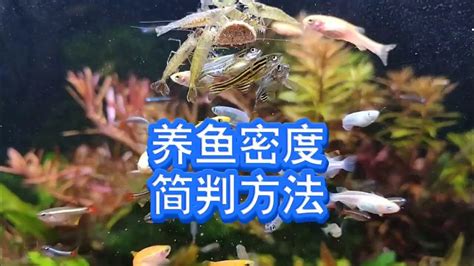 養魚 意思